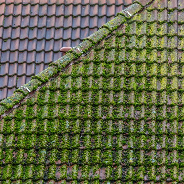 Moss growing on residential homes roof 