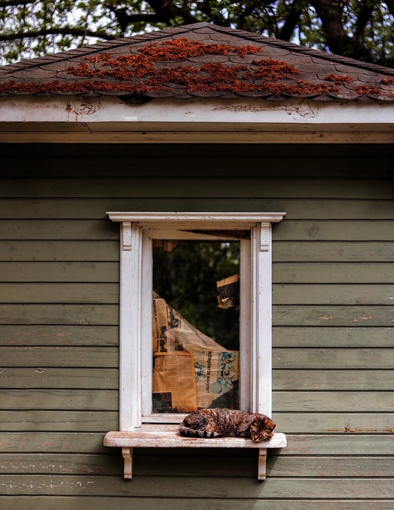 House with wood shingles and cat sleeping on the windowsill