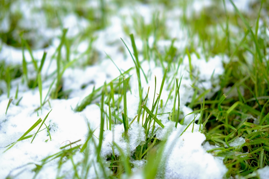 Grass of lawn with snow on it at start of winter in Calgary