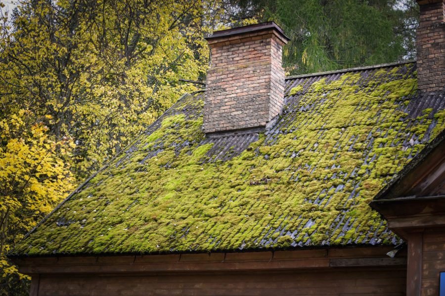 Mossy growth on a roof slope with fall foliage in the background